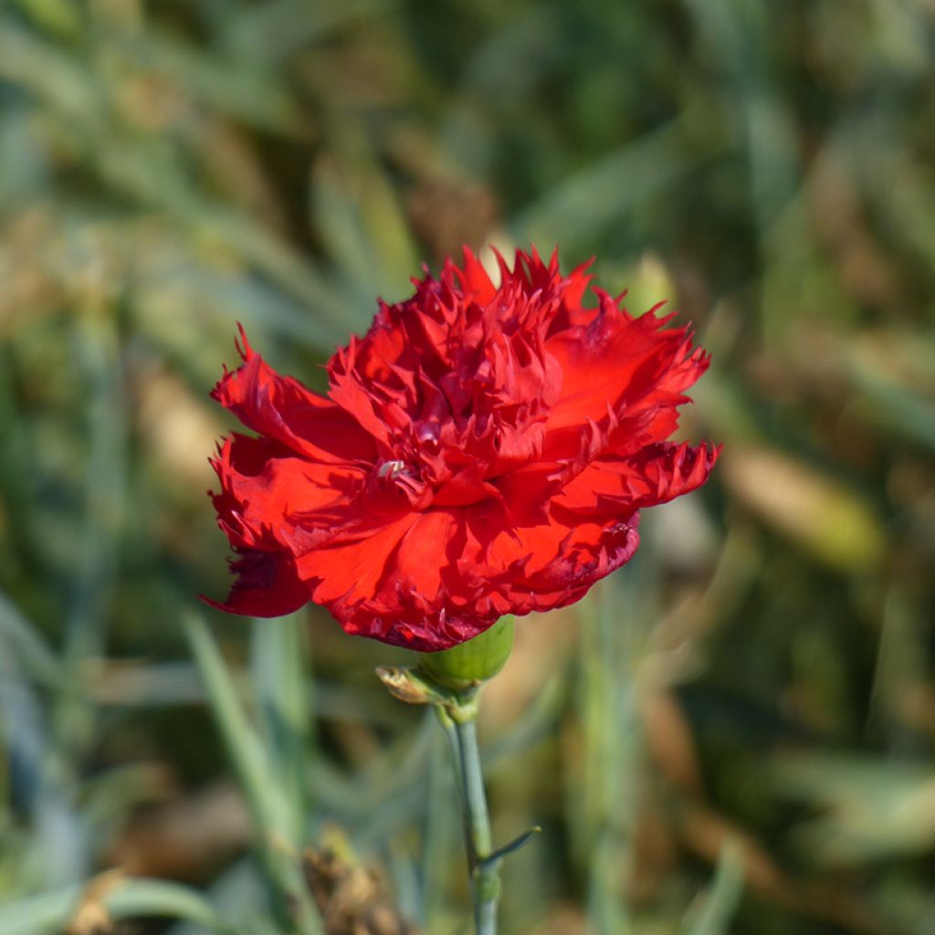 Dianthus caryophyllus Chabaud Etincelant - Carnation seeds