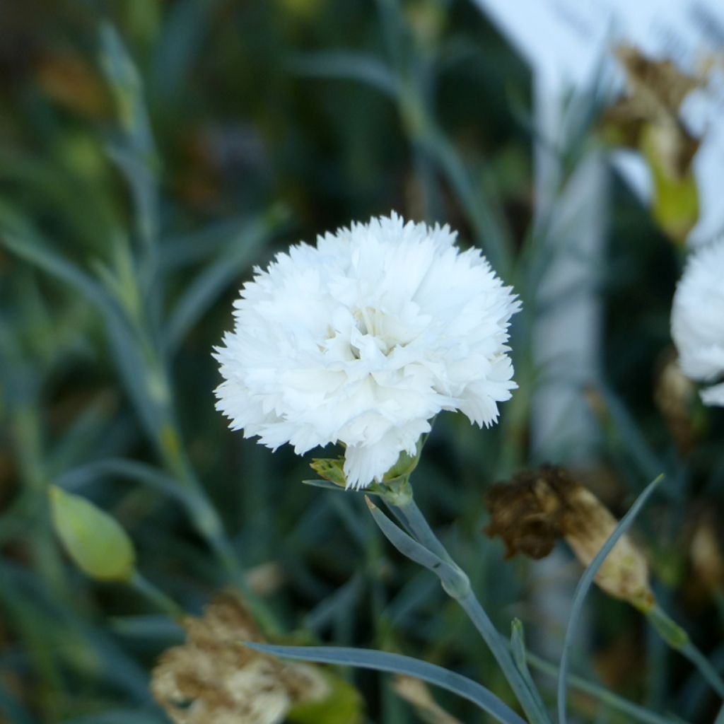 Dianthus caryophyllus Chabaud Jeanne Dionis - Carnation seeds