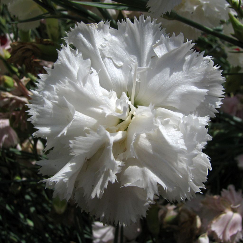 Dianthus caryophyllus Triumph White - Carnation seeds