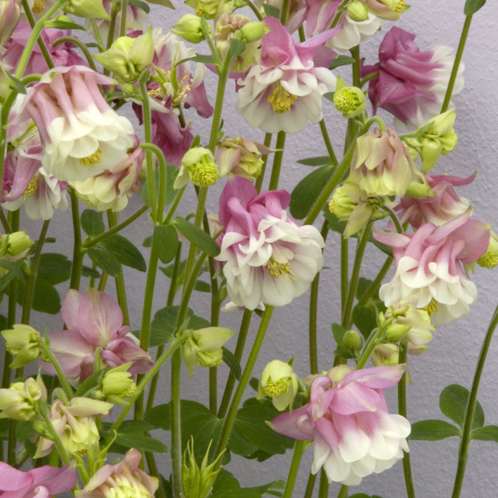 Aquilegia Pink Petticoat - Columbine seeds