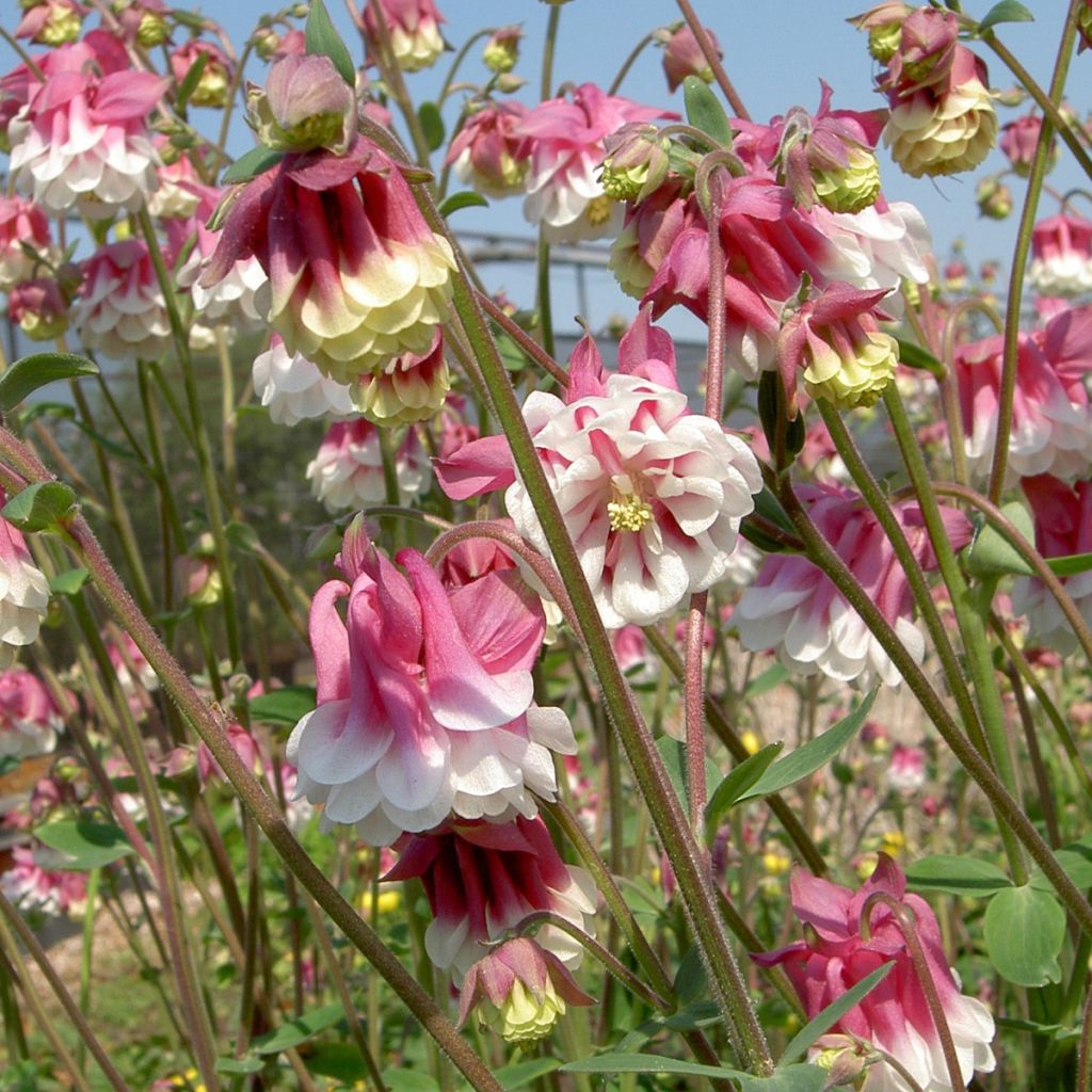 Aquilegia Pink Petticoat - Columbine seeds