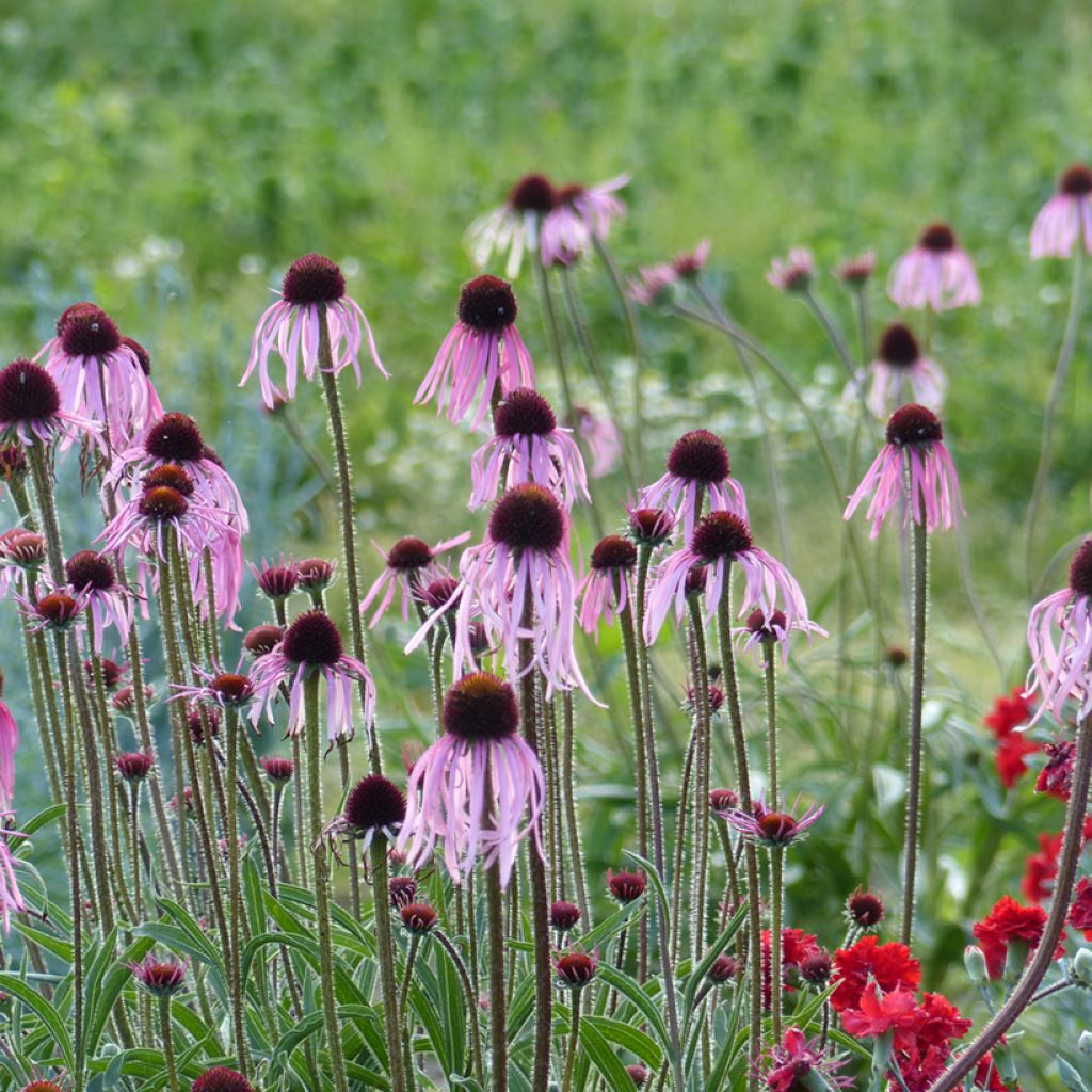 Echinacea pallida seeds - Pale purple coneflower