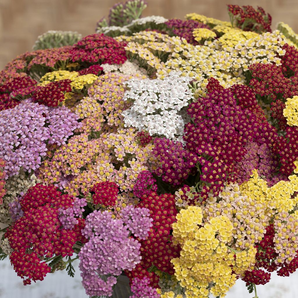 Achillea millefolium Flowerburst Fruitbowl - Yarrow