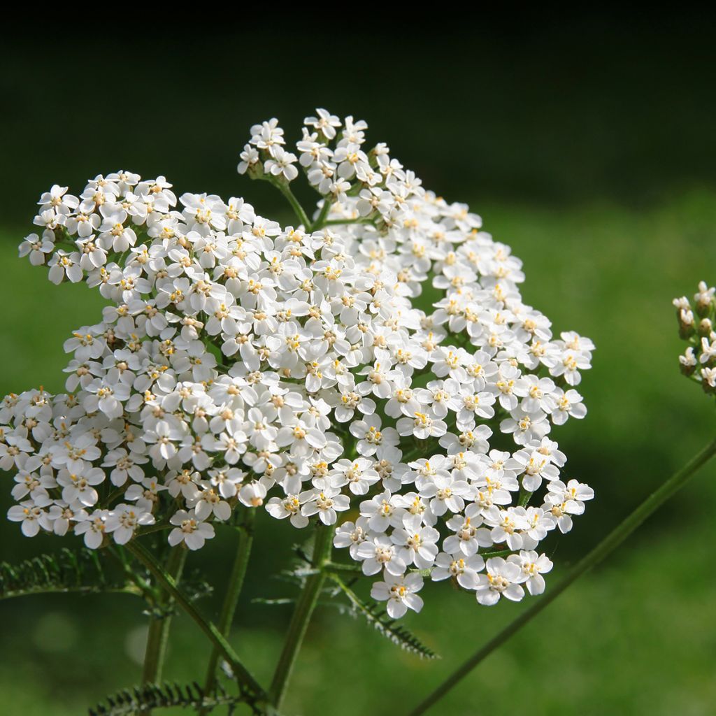 Achillea millefolium white - seeds