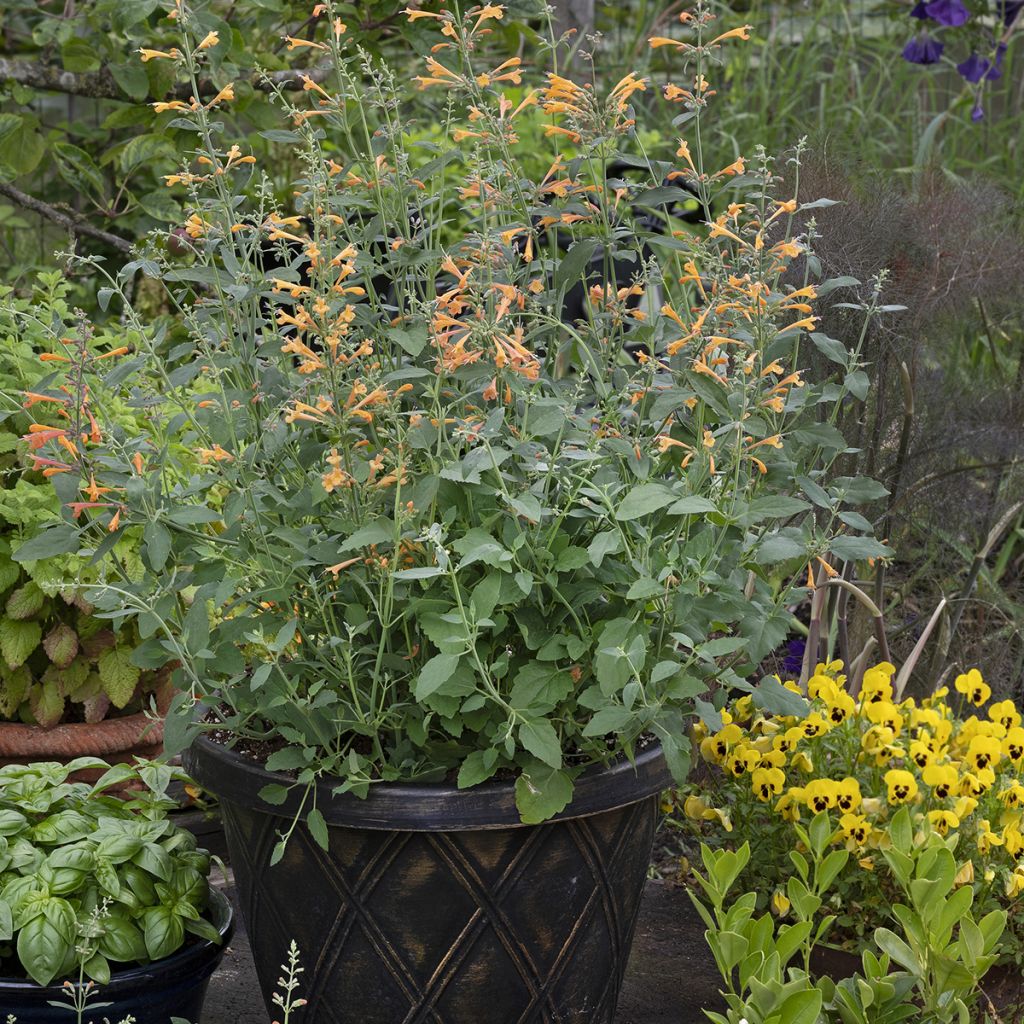 Agastache aurantiaca Apricot Sprite