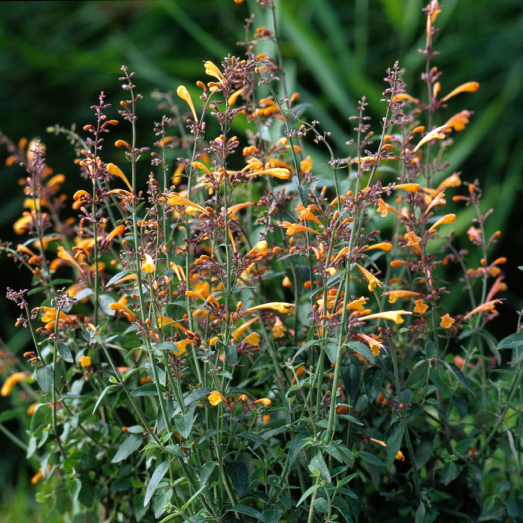 Agastache aurantiaca Apricot Sprite