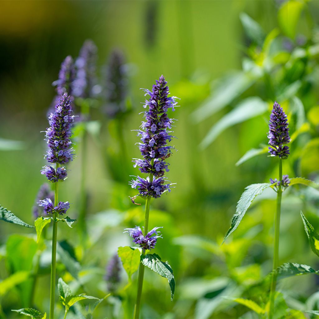 Agastache rugosa seeds - Korean mint