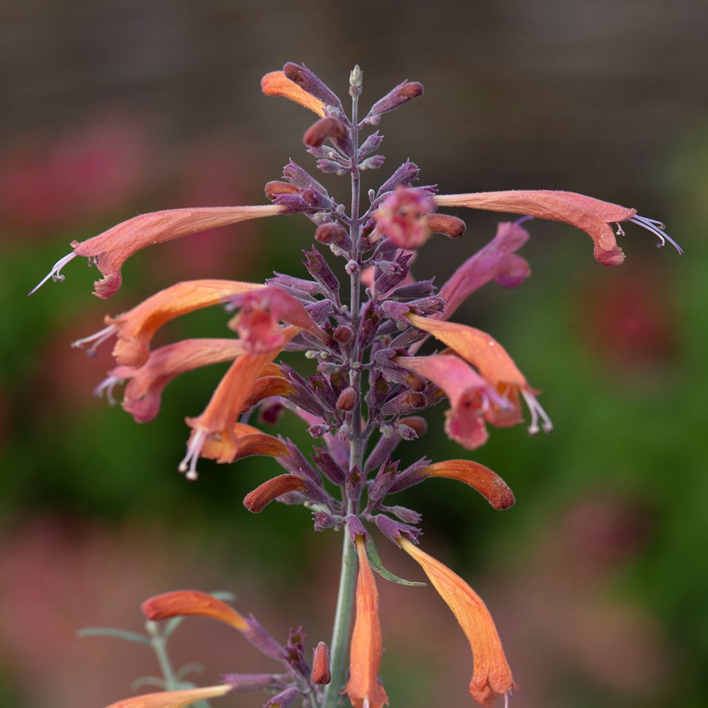 Agastache rupestris Apache Sunset -seeds