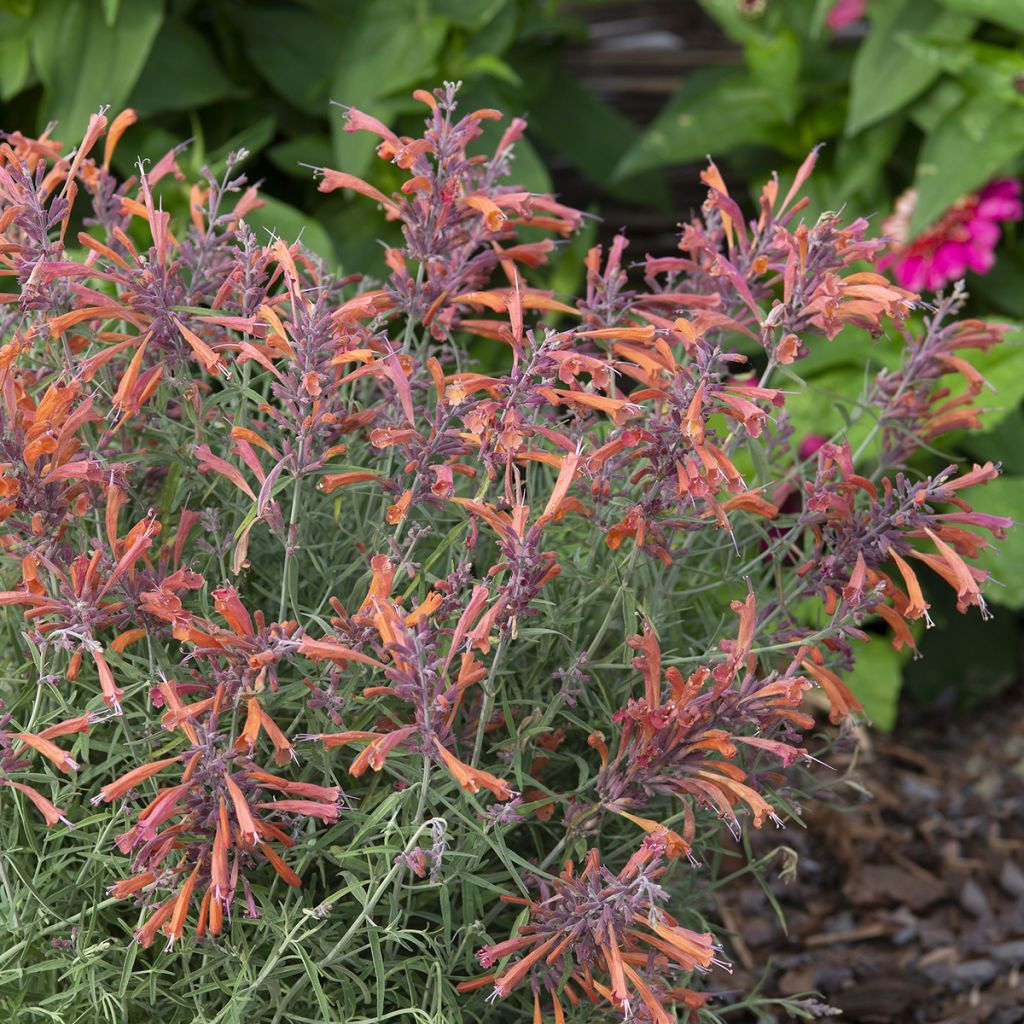 Agastache rupestris Apache Sunset -seeds