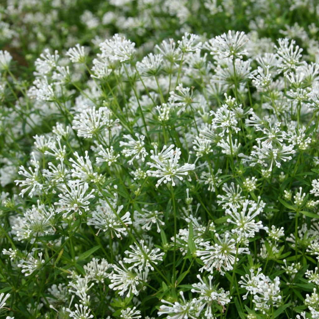 Asperula orientalis Cloud Nine seeds - Blue Woodruff