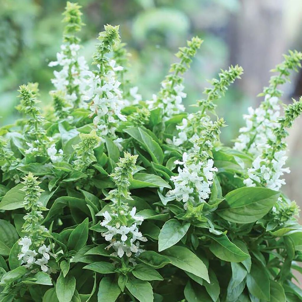 Basil Floral Spires - Ocimum basilicum