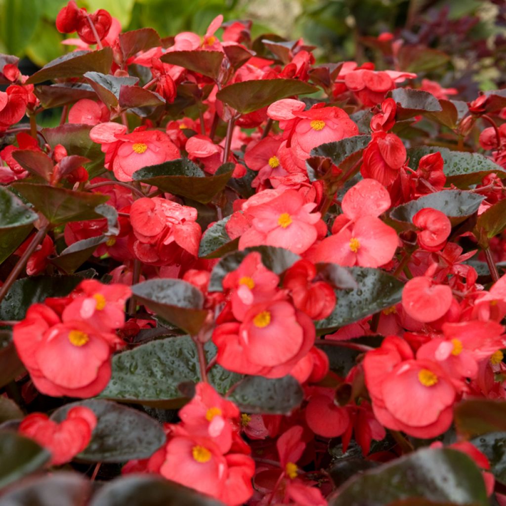 Begonia x benariensis F1 Big Red Bronze Leaf seeds