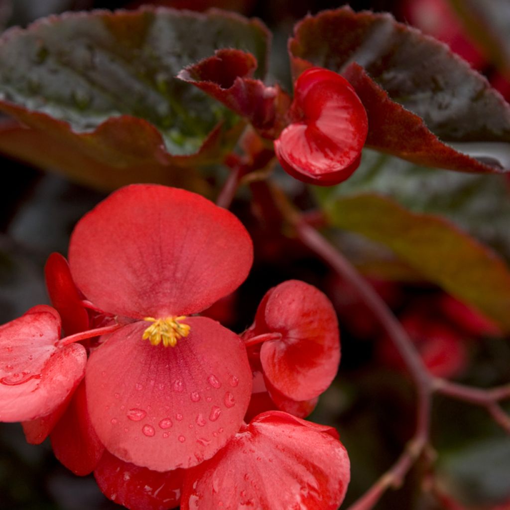 Begonia x benariensis F1 Big Red Bronze Leaf seeds