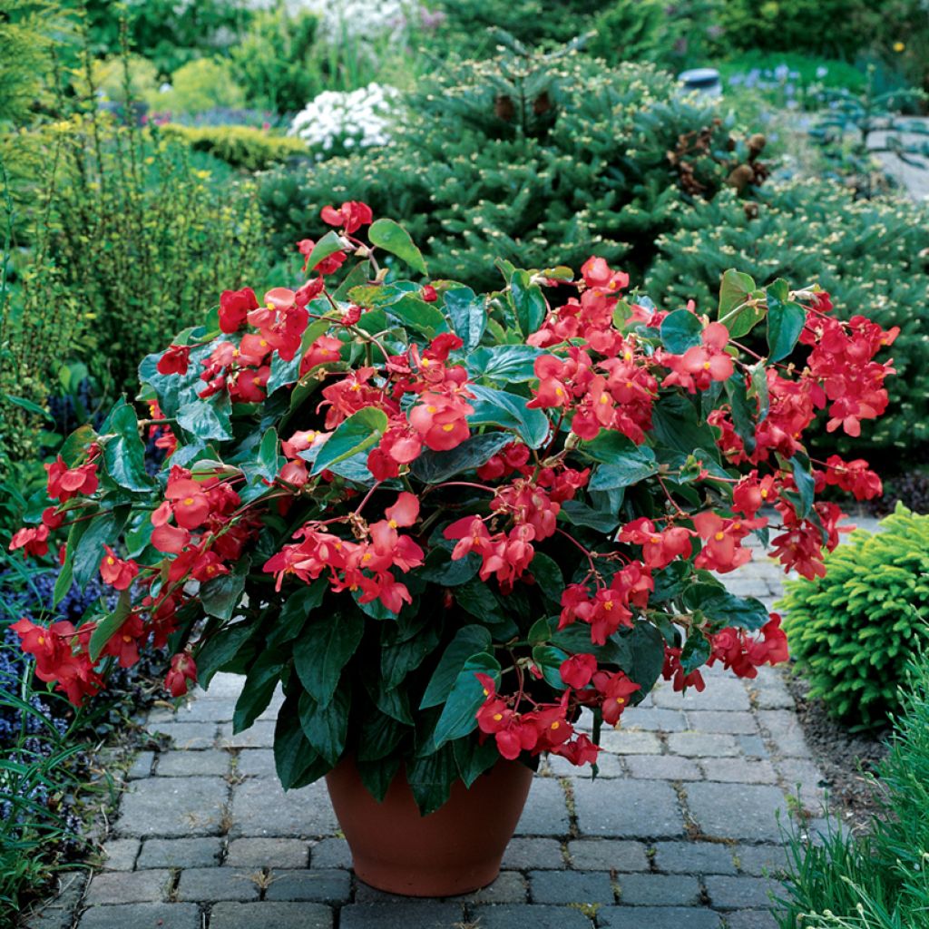 Begonia Dragon Wing Red seeds