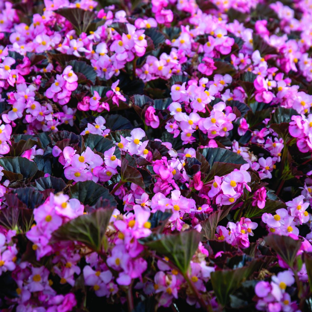 Begonia Stonehedge Light Pink Bronze Leaf seeds