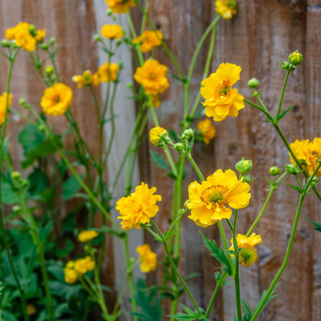 Geum chiloense Lady Stratheden seeds - Geum chiloense Mrs Bradshaw seeds - Chilean Avens