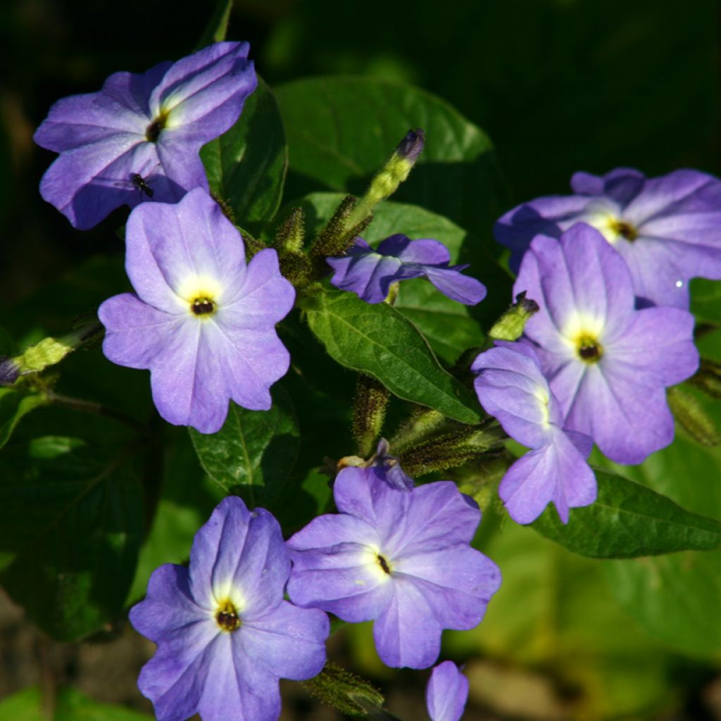 Browallia americana Blue Lady seeds - Jamaican forget-me-not