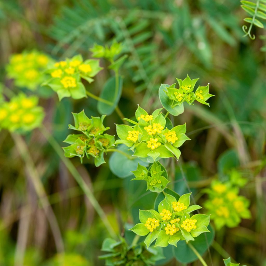 Bupleurum rotundifolium Green Gold seeds