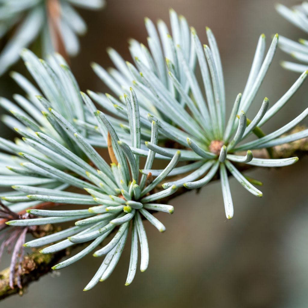 Cedrus atlantica seeds - Atlas cedar