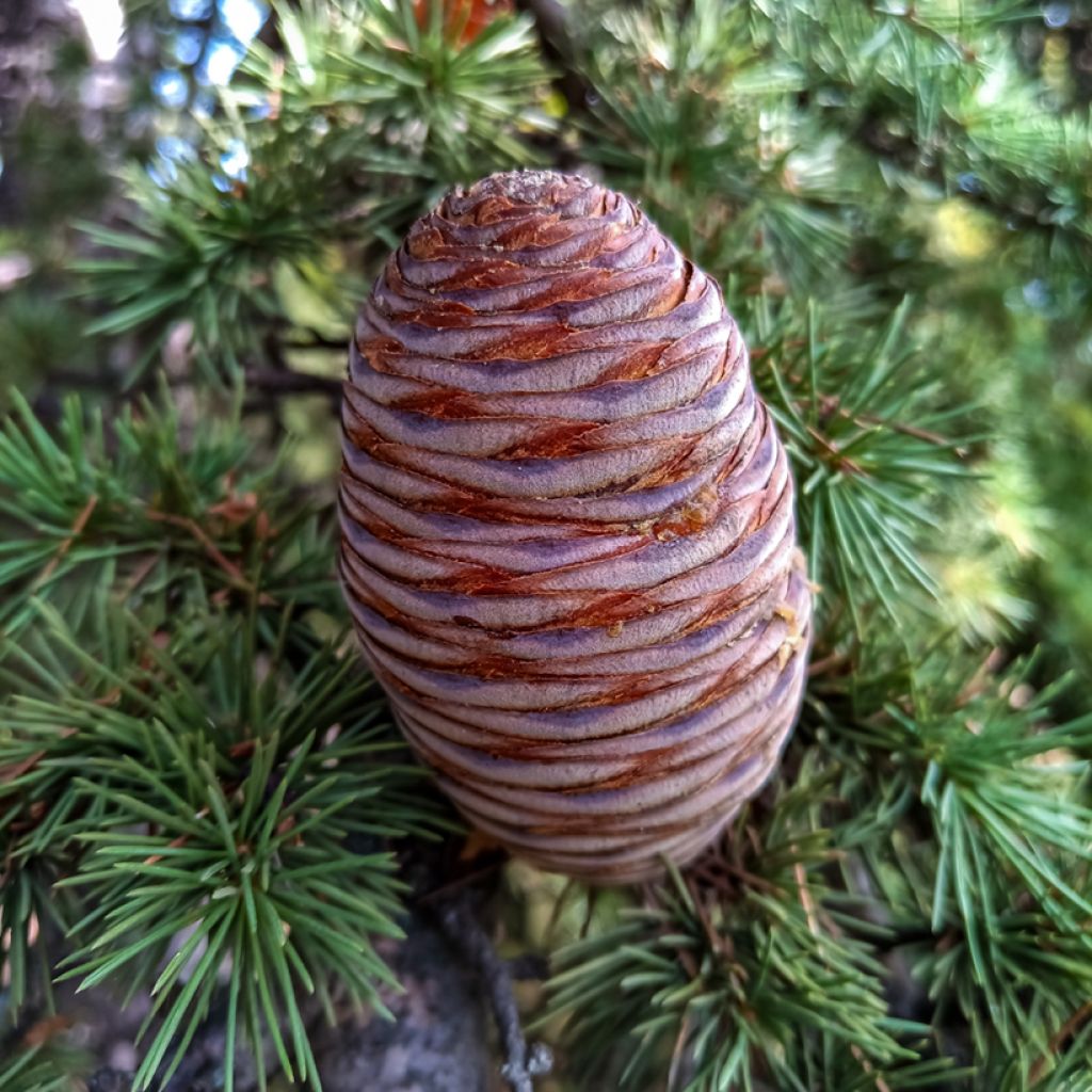 Cedrus atlantica seeds - Atlas cedar