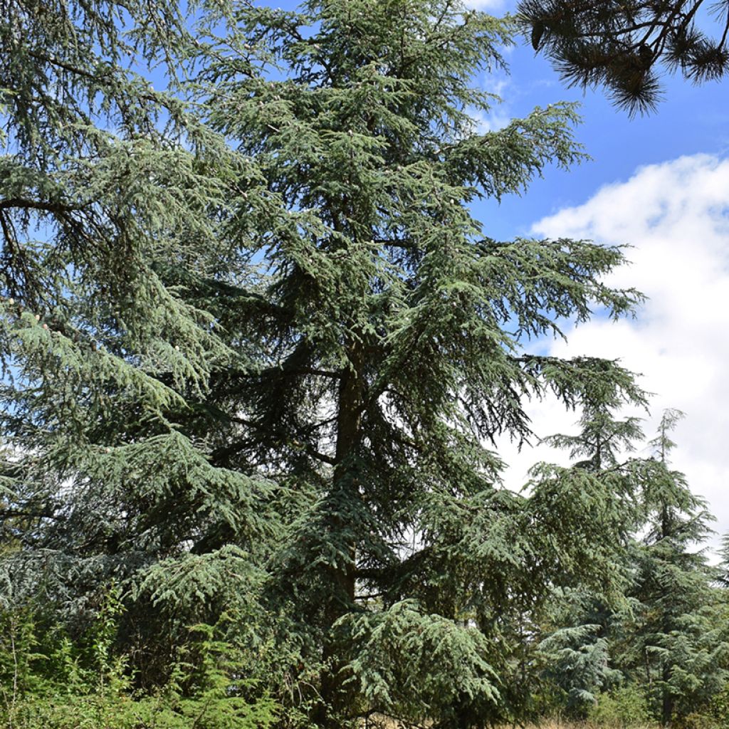 Cedrus atlantica seeds - Atlas cedar