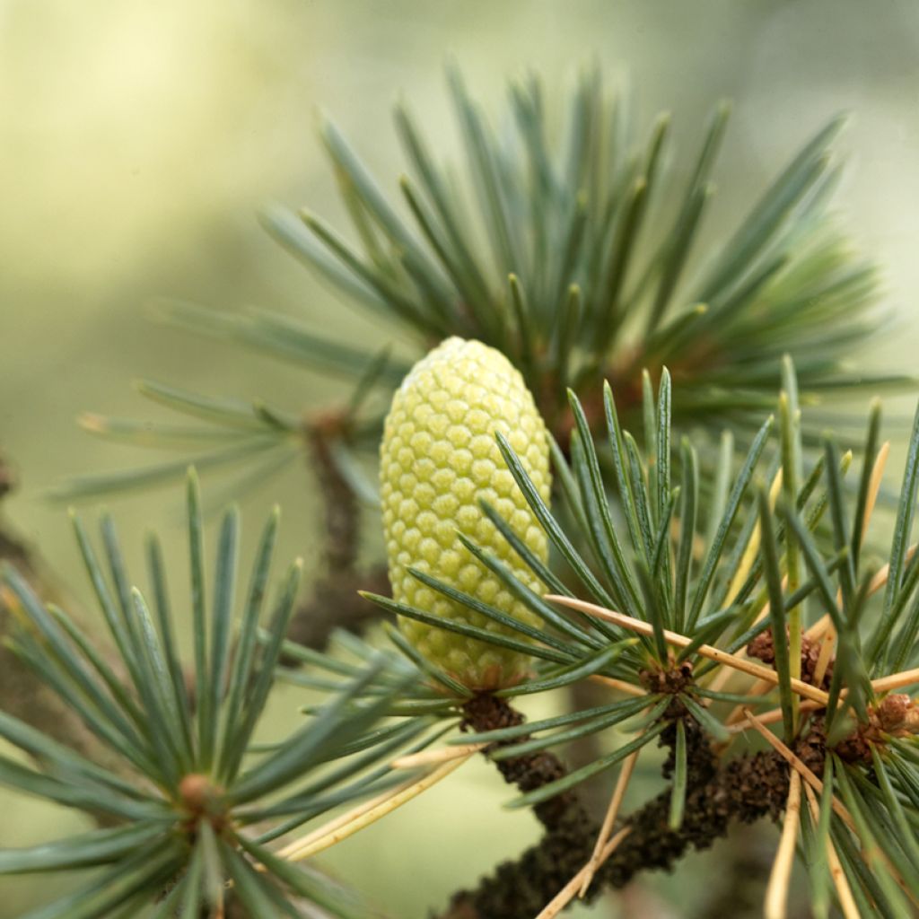 Cedrus libani seeds - Cedar of Lebanon