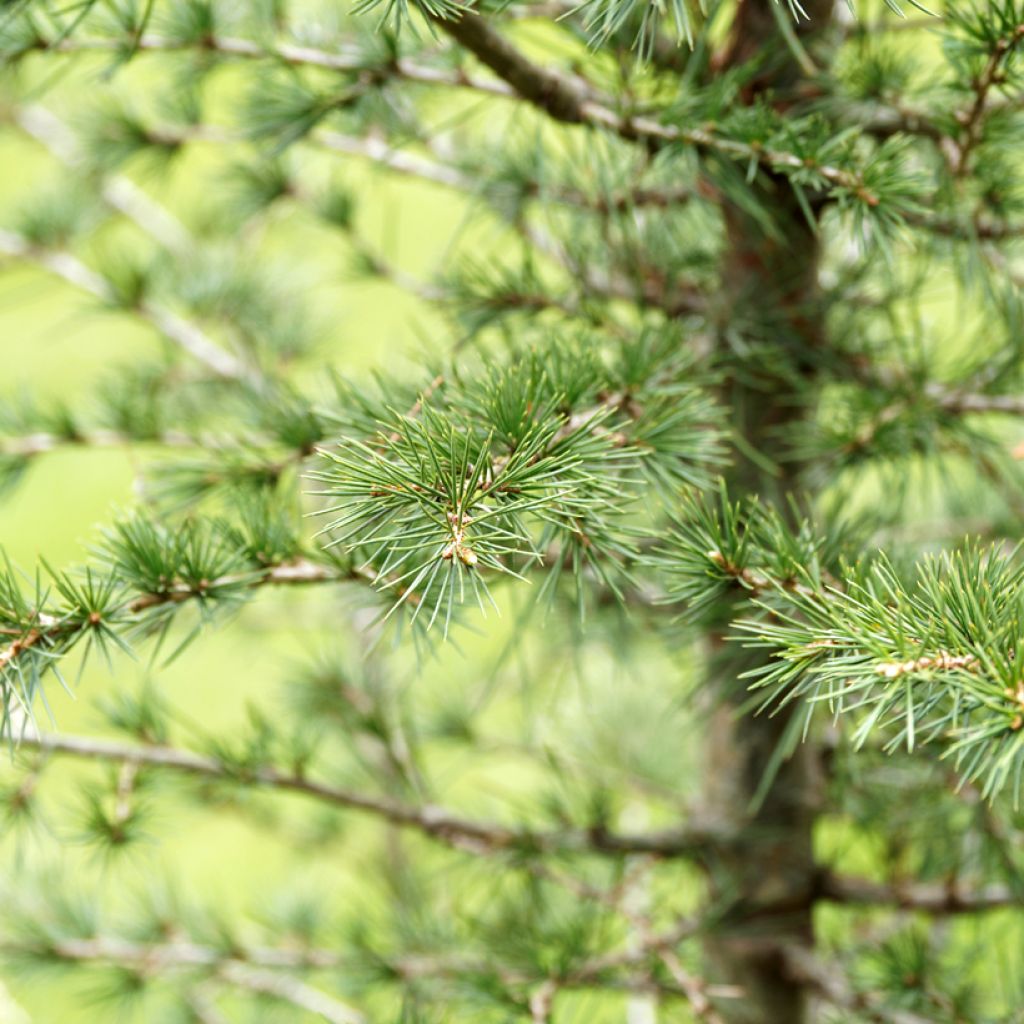 Cedrus libani seeds - Cedar of Lebanon