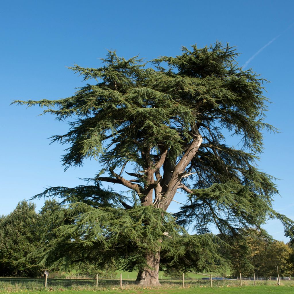 Cedrus libani seeds - Cedar of Lebanon