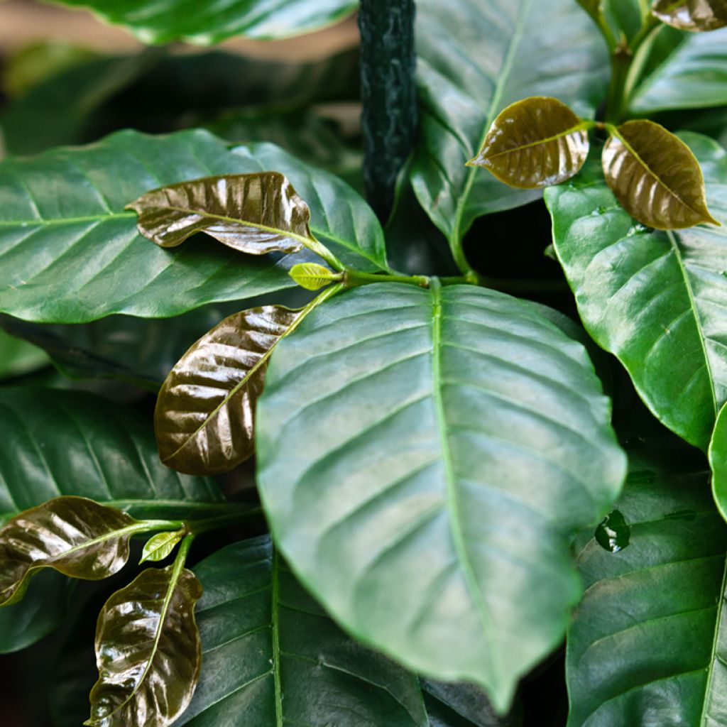 Coffea arabica seeds - Arabian coffee