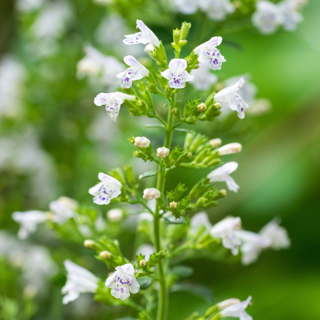 Calamintha nepeta - Lesser Calamint seeds