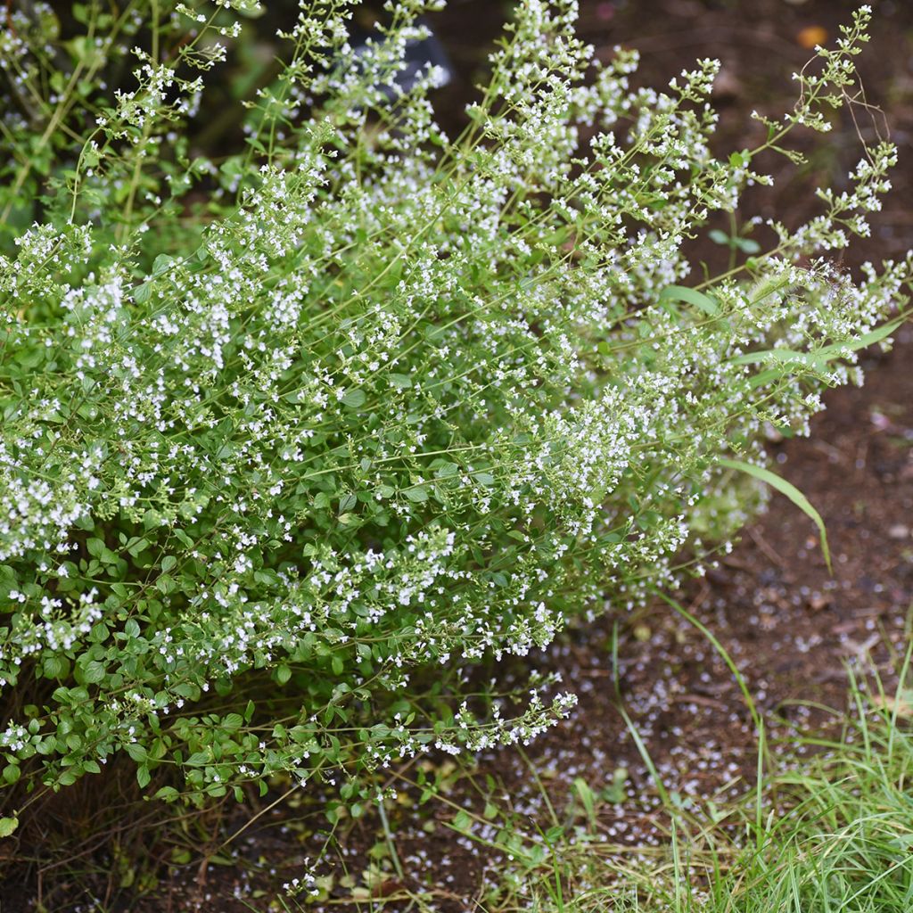 Calamintha nepeta - Lesser Calamint seeds