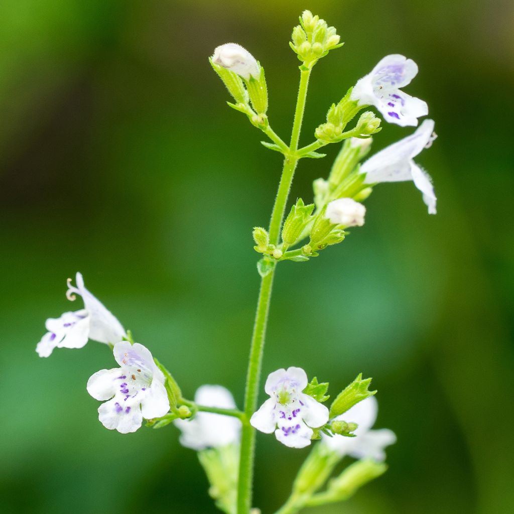 Calamintha nepeta - Lesser Calamint seeds