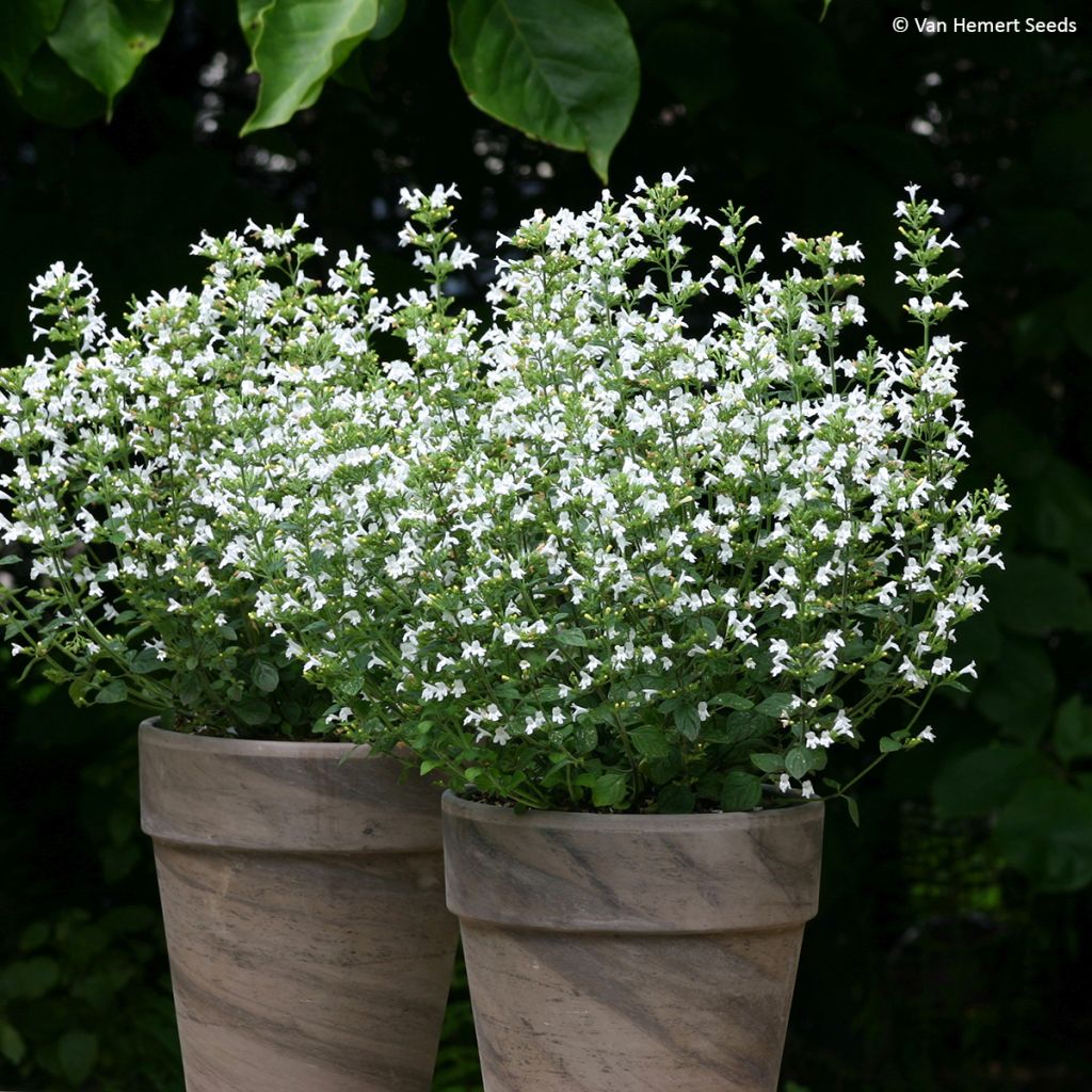 Calamintha nepeta Marvelette White - Lesser Calamint