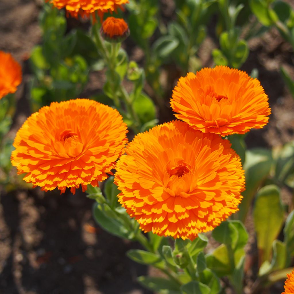 Calendula officinalis Ball’s Orange Seeds - Pot Marigold