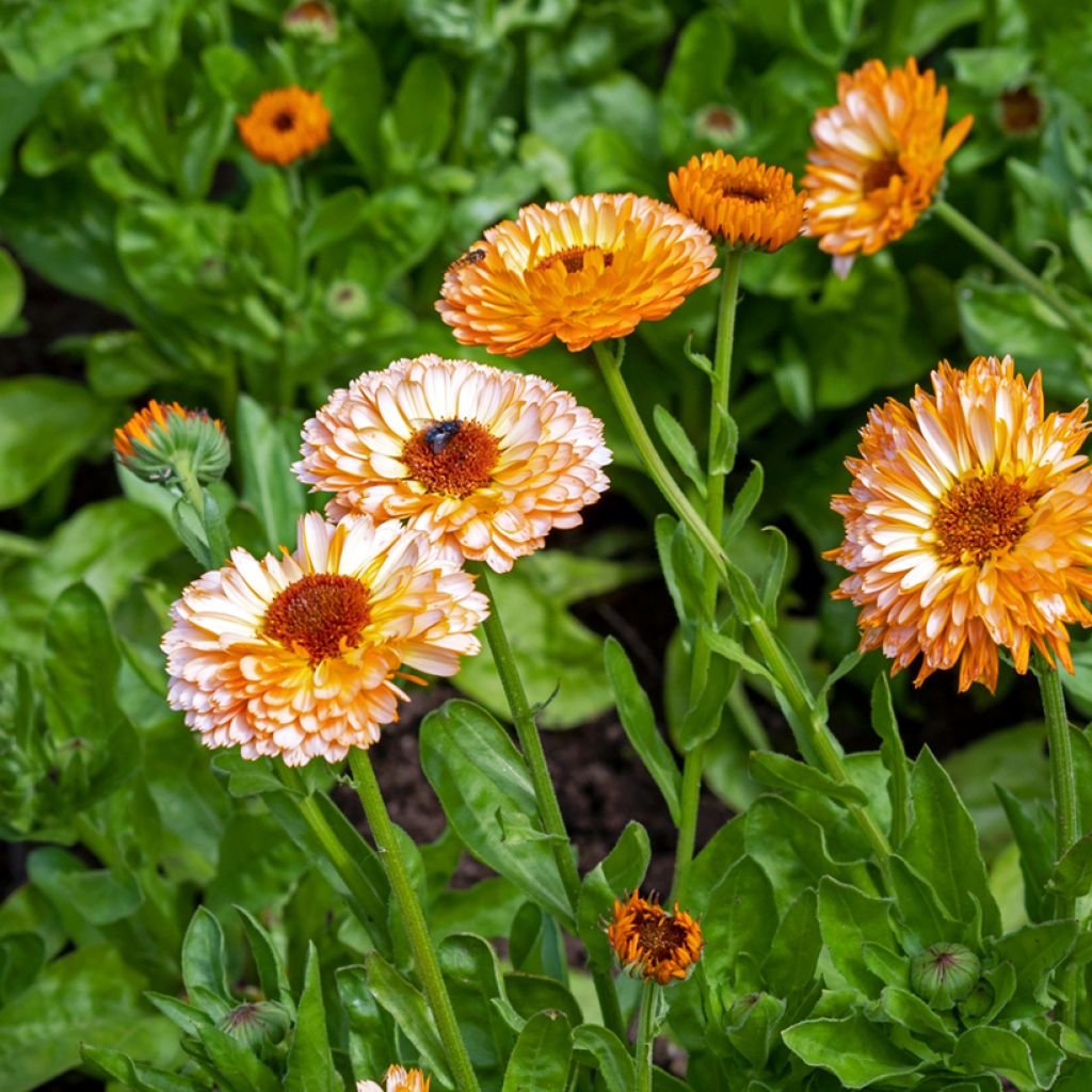 Calendula officinalis Pink Surprise Seeds - Pot Marigold