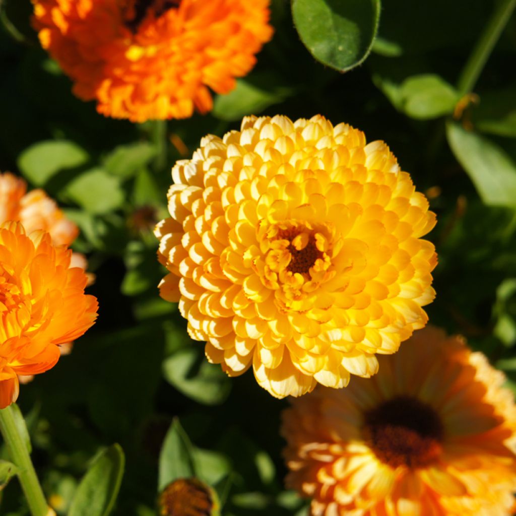 Calendula officinalis Pink Surprise Seeds - Pot Marigold