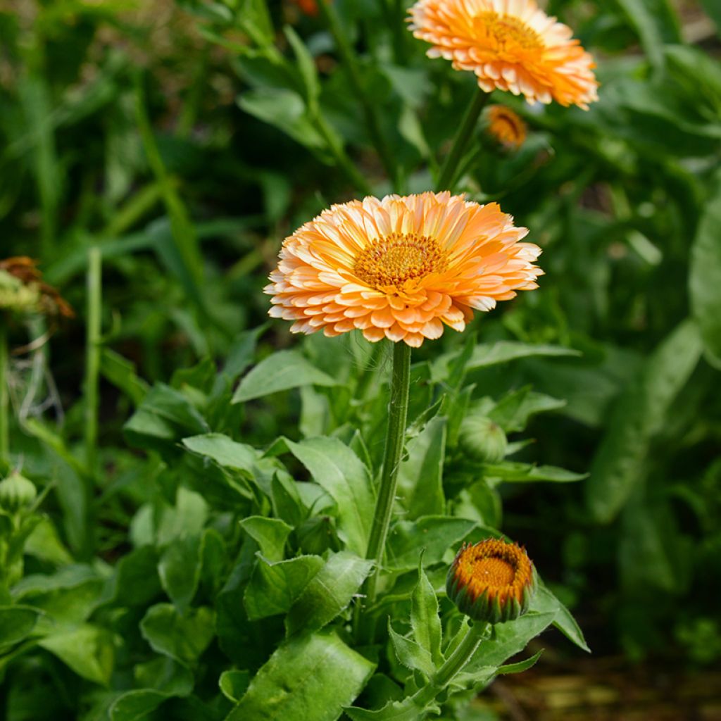 Calendula officinalis Pink Surprise Seeds - Pot Marigold