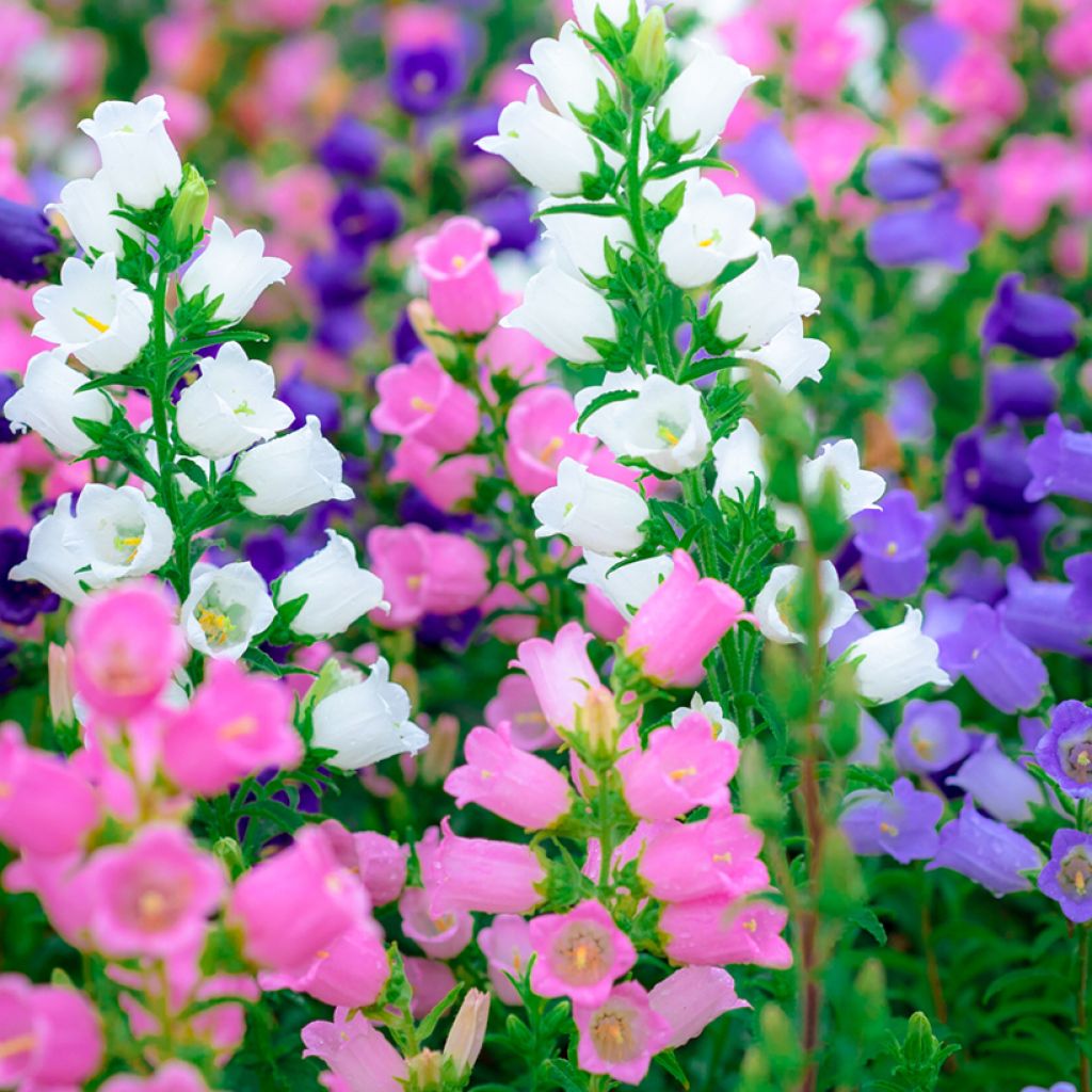 Canterbury Bells Cup and Saucer Mix Seeds - Campanula medium