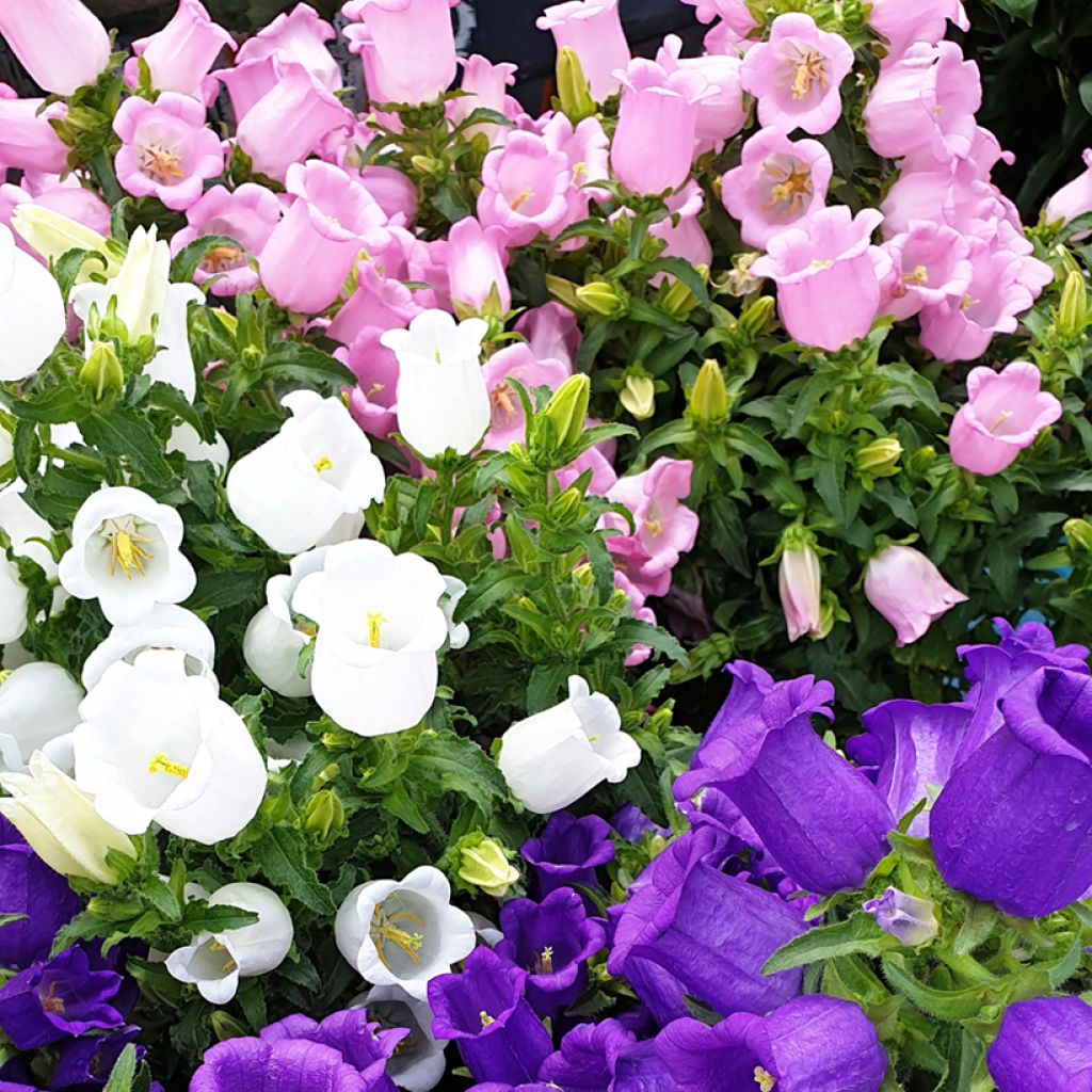 Campanula medium - Canterbury Bells Seeds