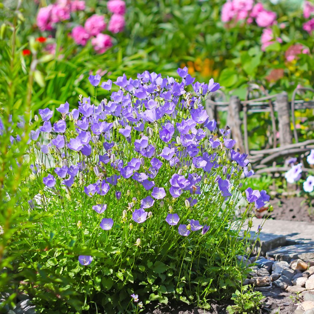 Campanula carpatica - Blue Tussock Bellflower Seeds