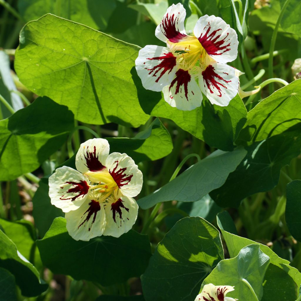 Tropaeolum majus Chameleon Seeds - Dwarf Nasturtium