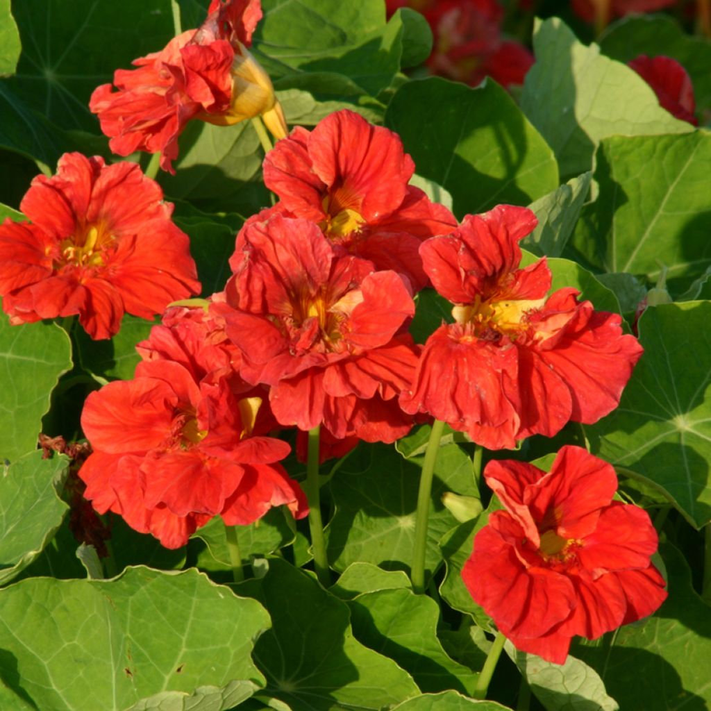 Tropaeolum Cherrelle - Nasturtium Seeds