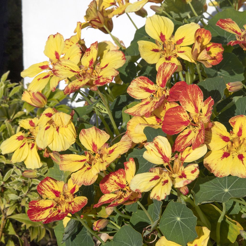 Tropaeolum majus Ice Cream Sundae