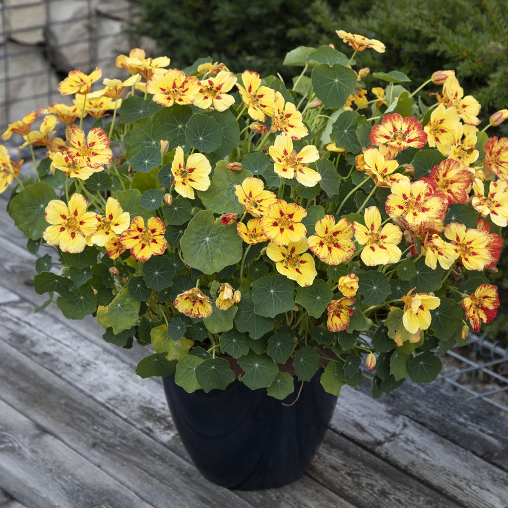 Tropaeolum majus Ice Cream Sundae