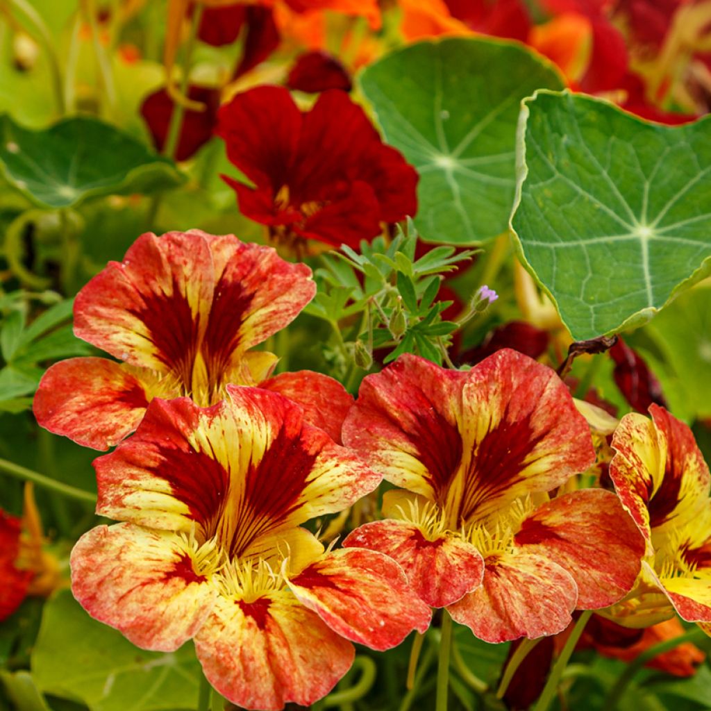 Tropaeolum majus Ice Cream Sundae