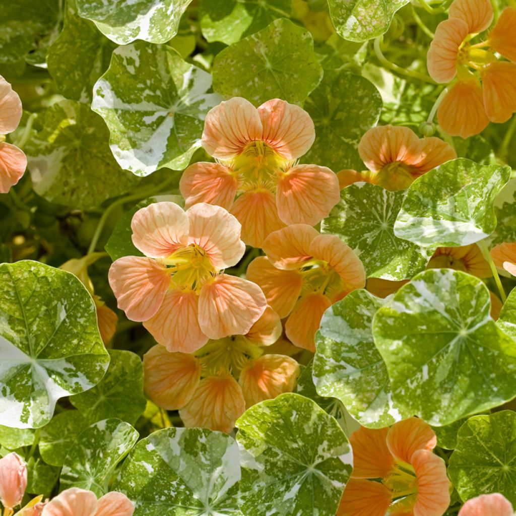 Tropaeolum Tip-Top Alaska Salmon  Seeds - Nasturnium