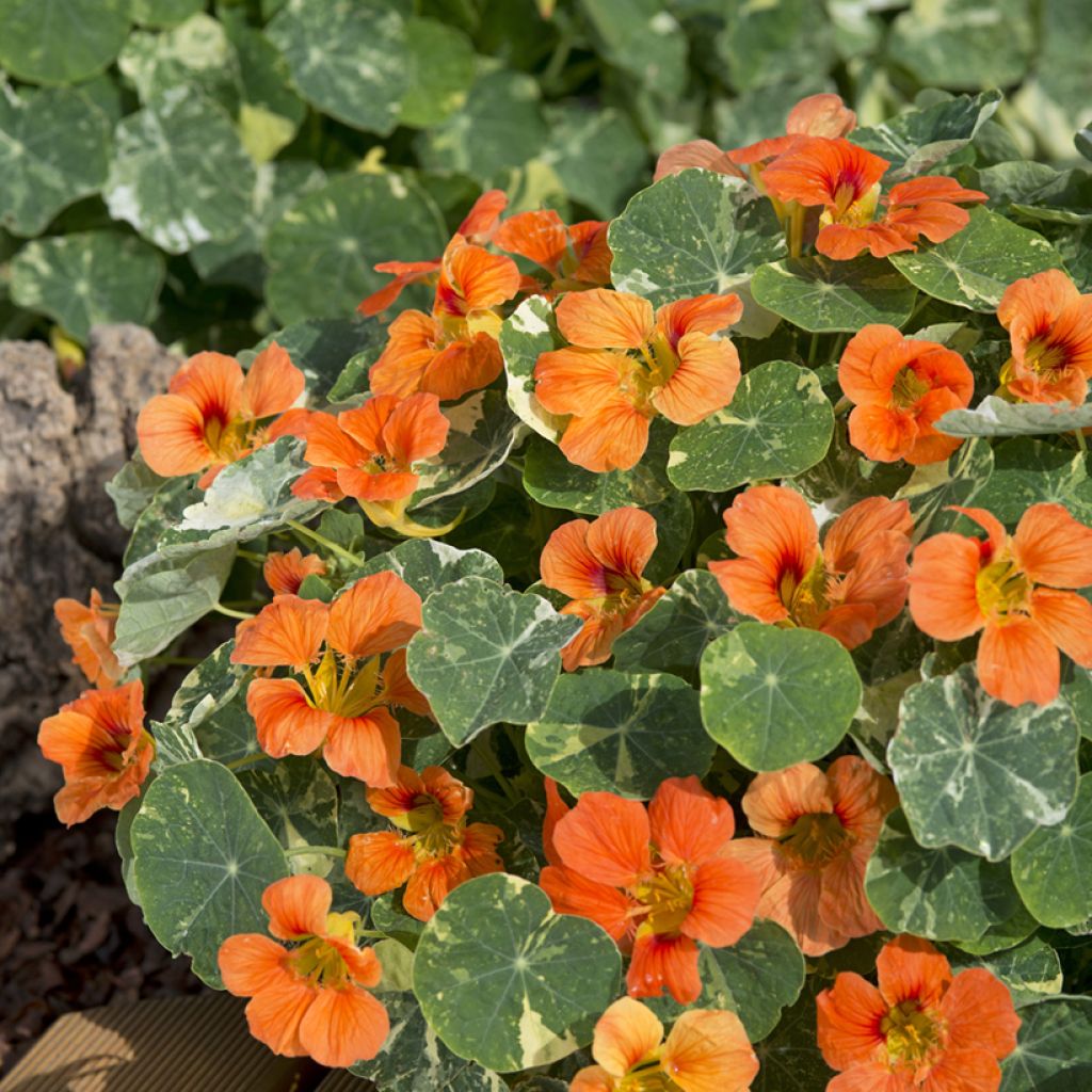 Tropaeolum Tip-Top Alaska Salmon  Seeds - Nasturnium