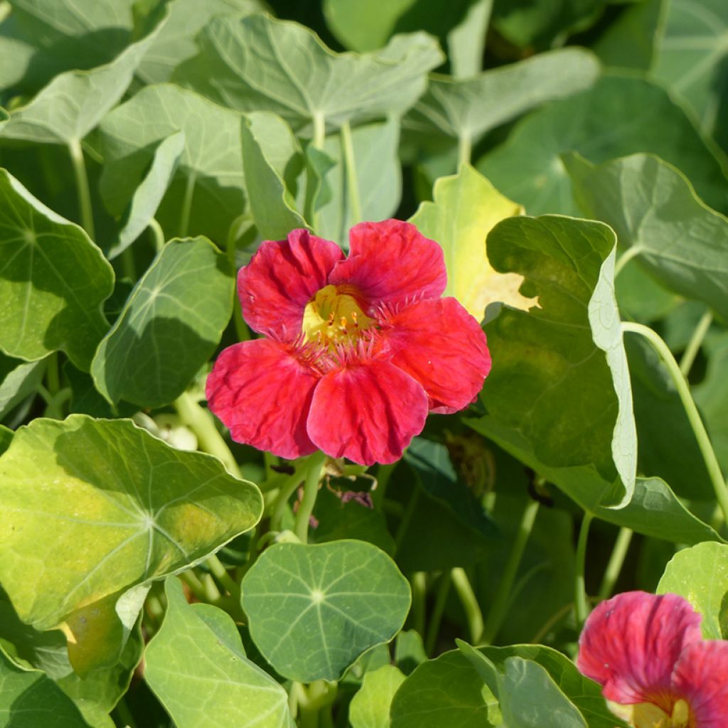 Tropaeolum Whirlybird Cherry Rose - Dwarf Nasturtium Seeds