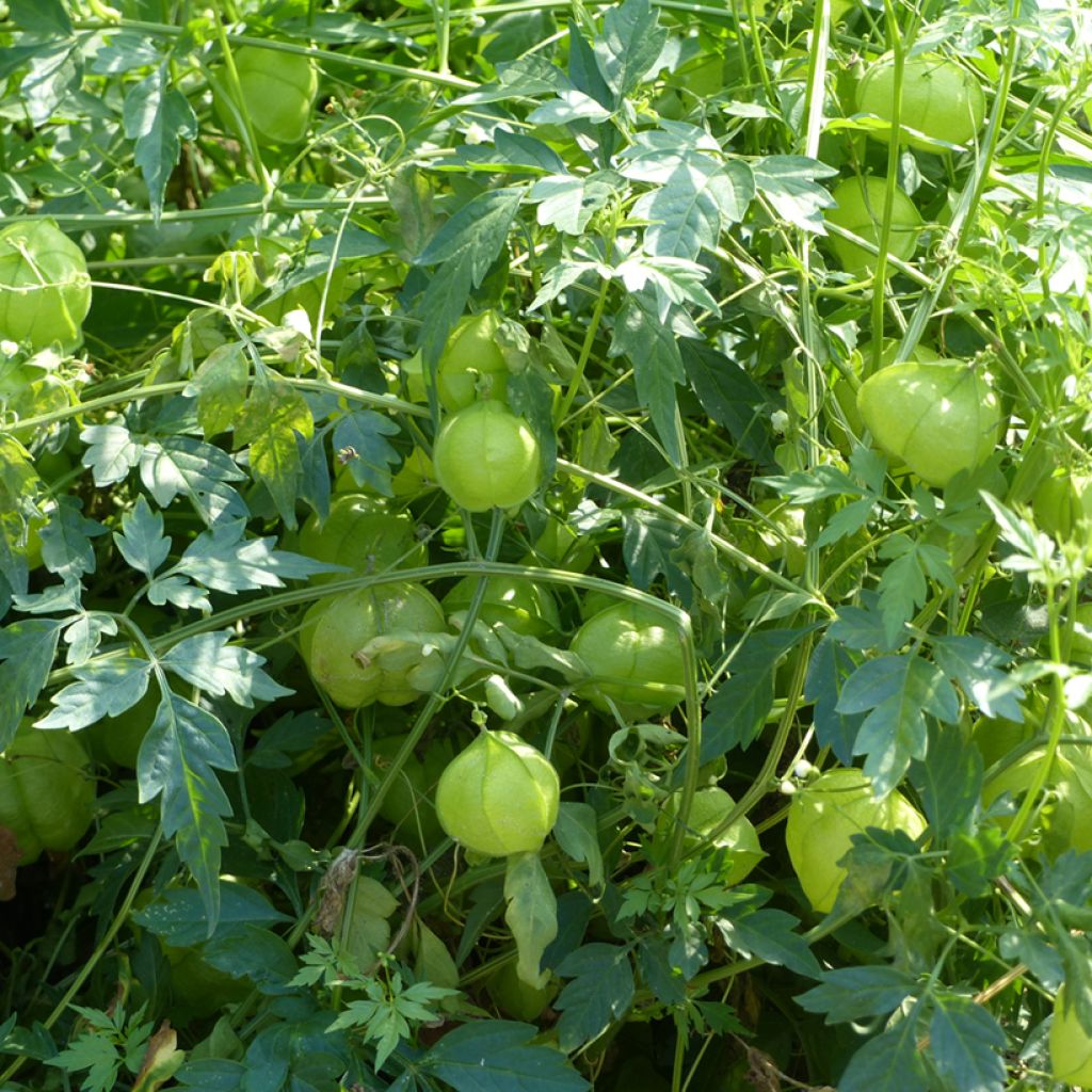 Cardiospermum halicacabum - seeds