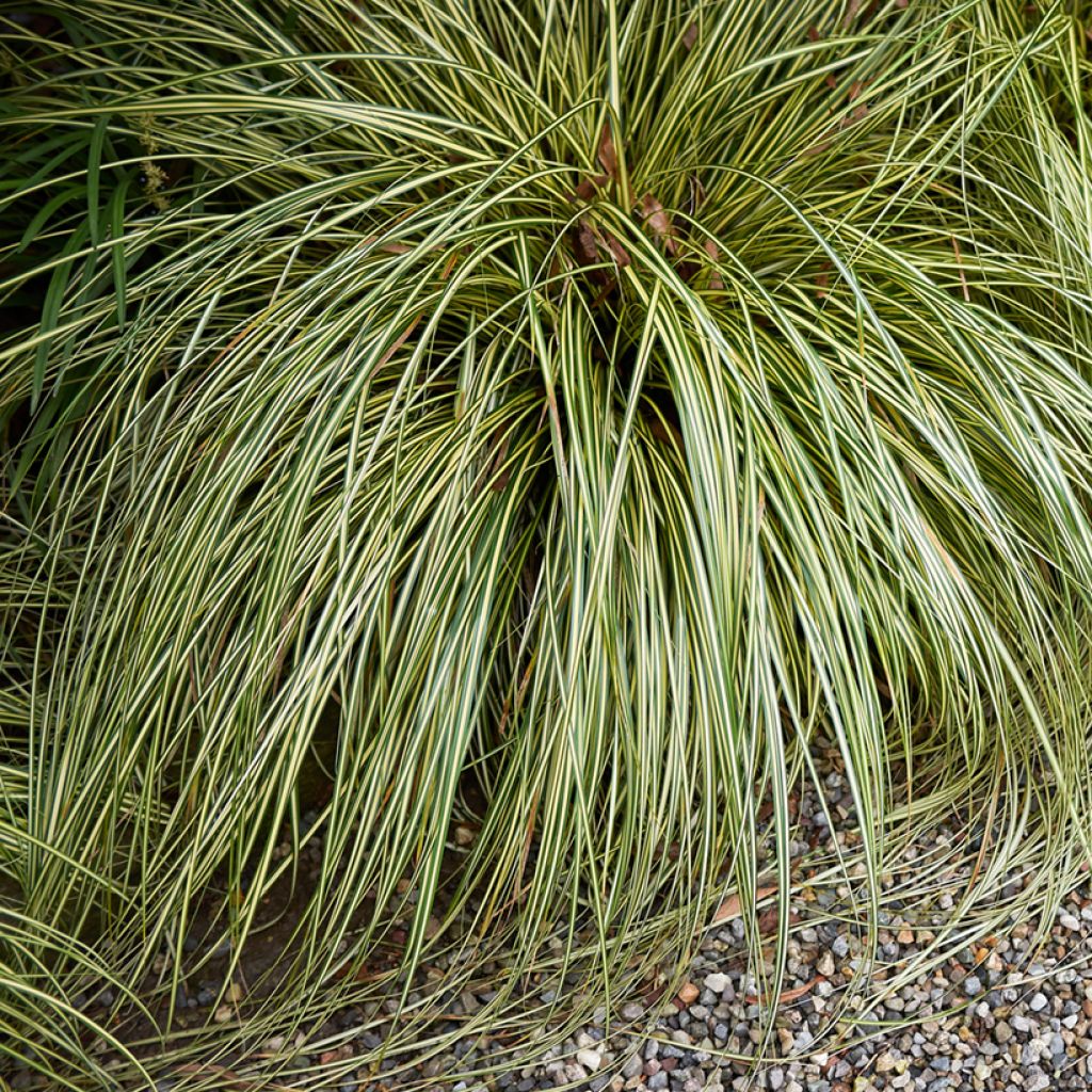 Carex comans Amazon Mist - Sedge